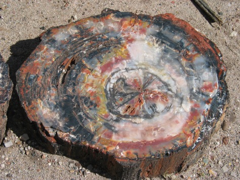 Petrified wood - Arizona